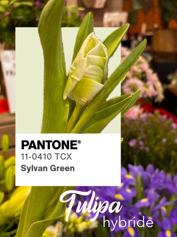 Fleurs de février photo 1